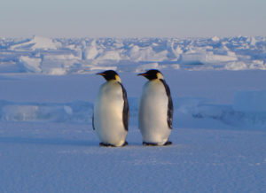 twin penguins